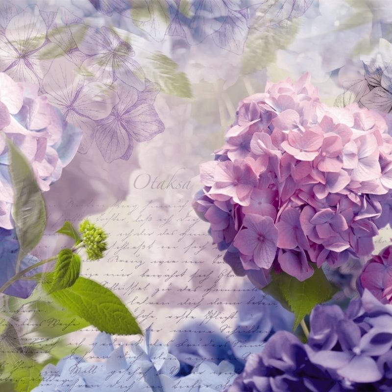 Fotomural Hortencias 8705 Komar