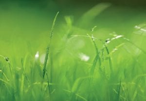 Fotomural Pasto verde 8886 Komar