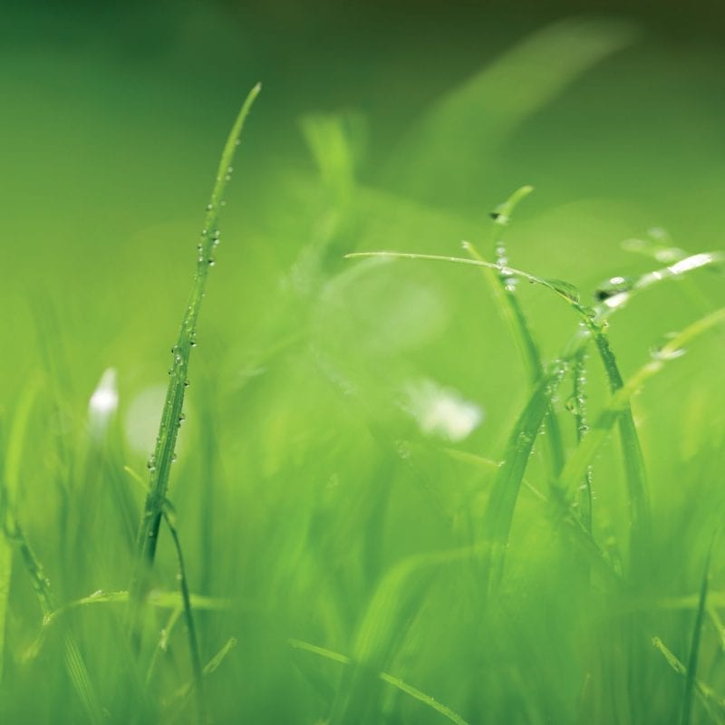 Fotomural Pasto verde 8886 Komar