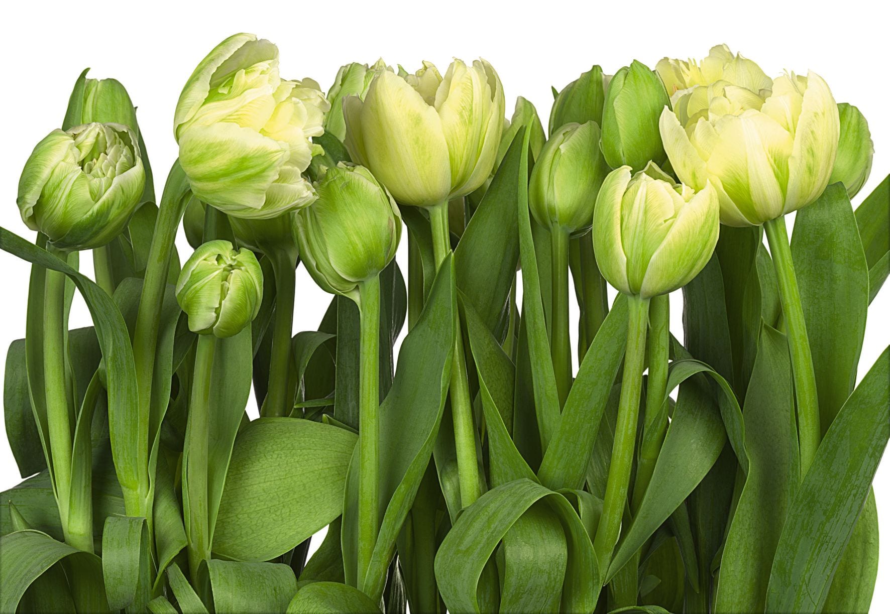 Fotomural flores tulipanes 8900 Komar