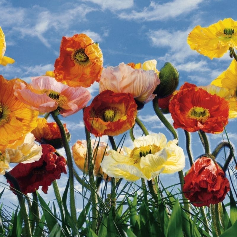 Fotomural Poppies 8257 - Komar