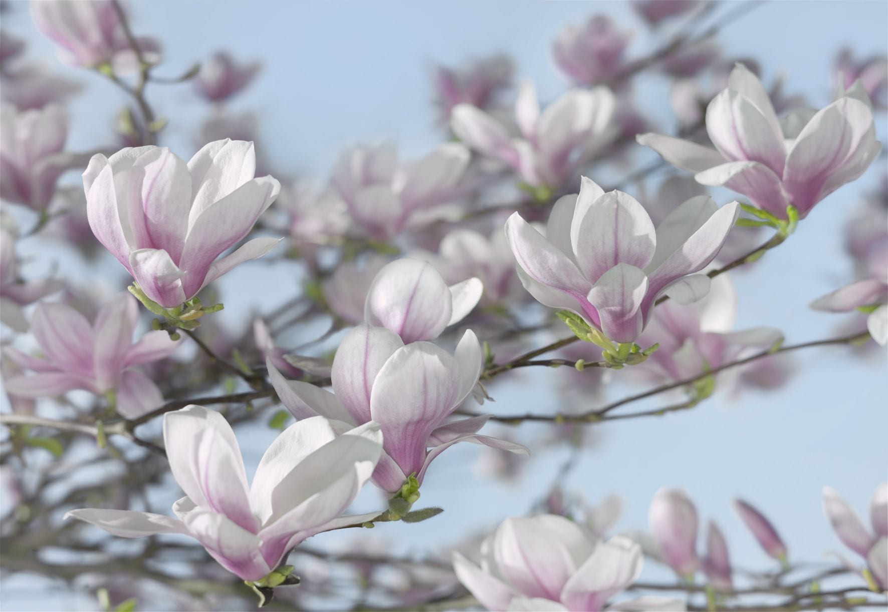 Precios mas bajos Malla fotomural fotomurales papel pintado naturaleza  flores magnolio floración 14n160vexxxl Aquí hay más opciones Artículos  promocionales