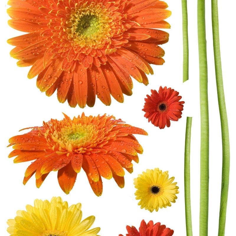 Wallsticker flor gerberas 1551-1 Decolife Muresco