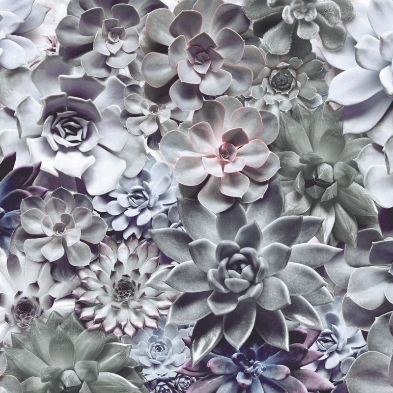 Fotomural suculentas 8962 - Komar