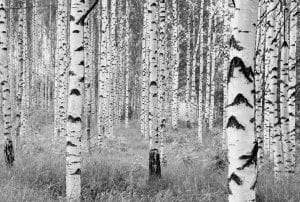FOTOMURAL WOODS B&W 4023 NON WOVEN