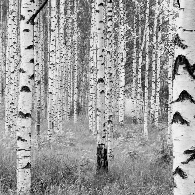 FOTOMURAL WOODS B&W 4023 NON WOVEN